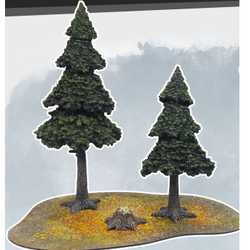 MFF: Evergreen Pine Forest
